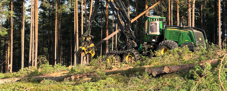 Harvesting of forest. Foto: Ida Hansen