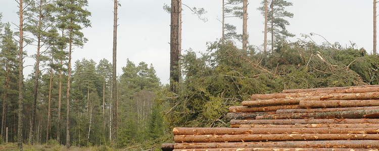 Pile of wood on an harvested area. Foto: Anna Petersson