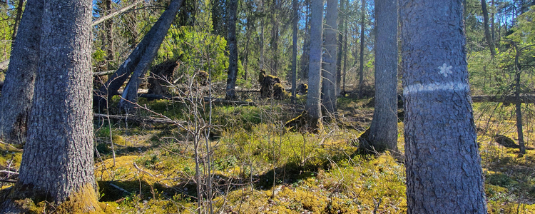 Habitat protection area with old coniferous trees. Foto: Johanna Ehlin