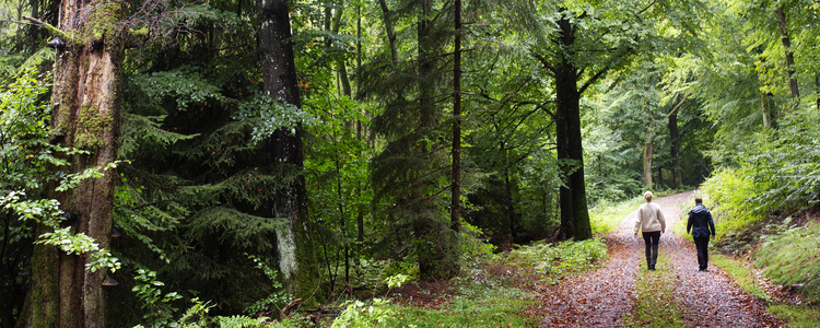 People walking in a broad leaved forest. Foto: Jenny Leyman