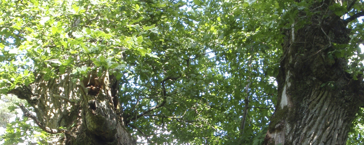 Old broad leaved tree in sunshine. Foto: Josefina Sköld