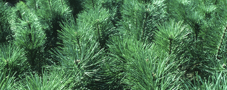 Coniferous plants in a forest plant nursery school. Foto: Michael Ekstrand