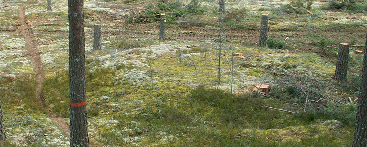 Kolbotten utmärkt med kulturstubbar. Foto: Jan Bengtsson