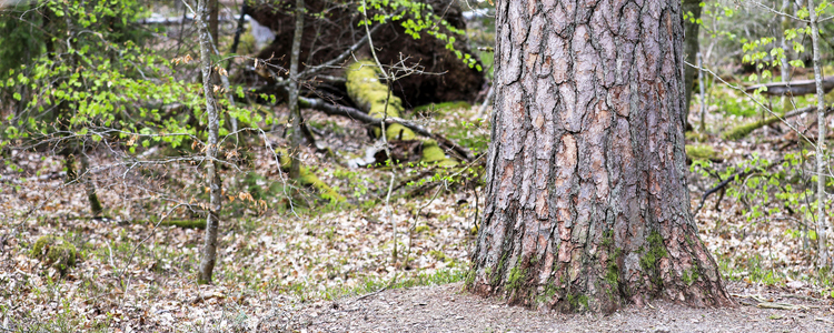 Grov tallstam. Foto: André Nyström