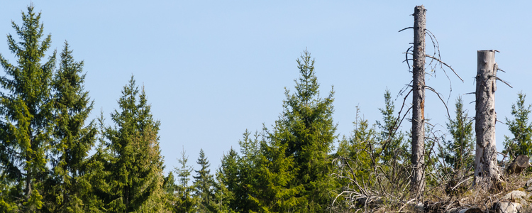 Kvarlämnade högstubbar i en granskog. Foto: Mostphotos