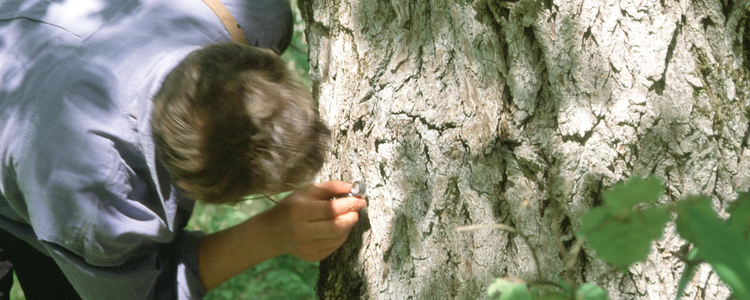 inventering av arter på trädstam. Foto: Michael Ekstrand