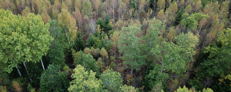 Drönarbild över småländsk skog på hösten