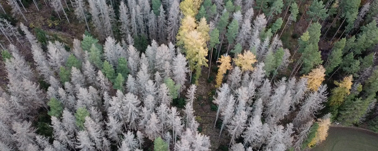 Skog där många granar dödats av granbarkborre