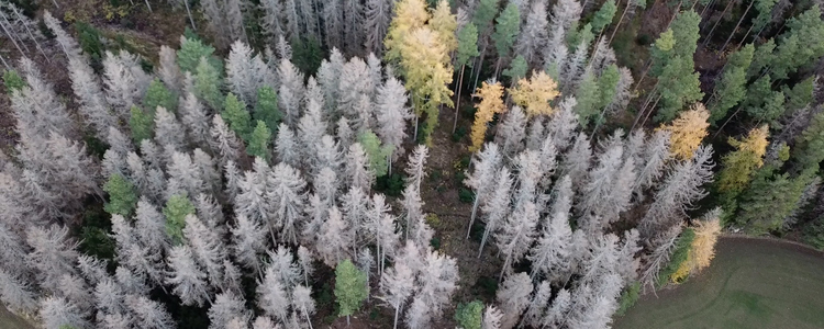 Skog där många granar dödats av granbarkborre