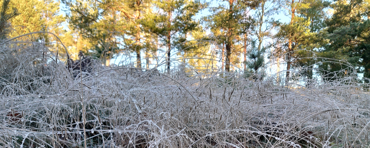 Detaljbild på fruset gräs. Foto: Mari NIlsson