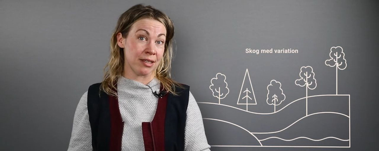 Skärmdump från filmen Bra att veta om  riskspridning och variation med Erica Björndotter, Skogsstyrelsen. . Foto: Camilla Zilo