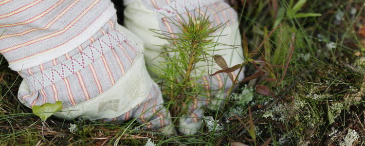 close-up of hands planting a pine seedling outdoors