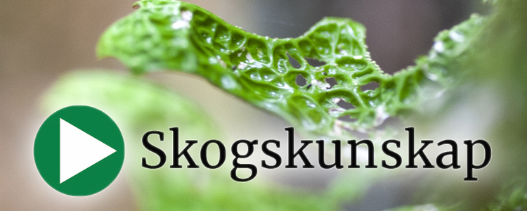 Logotype Skogskunskap