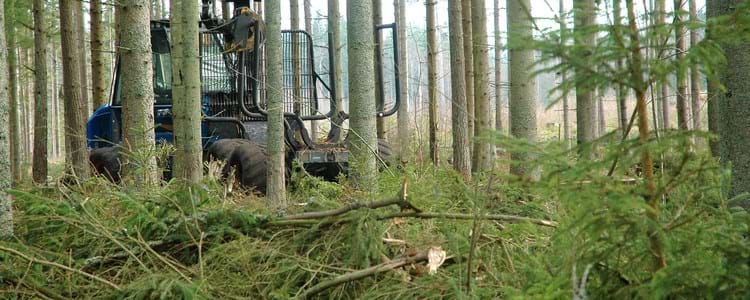 Skogsmaskin arbetar i skogen.