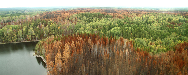 Flygfoto över brandhärjad skog