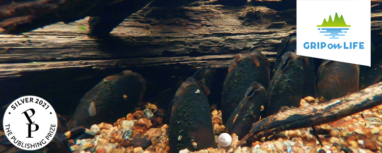 A picture of some freshwater pearl mussels (and a pearl) on the bottom of a stream, from Grip on Life's film Swedish pearls. Foto: Bitzer productions AB