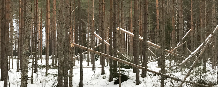 Snöbrott i tallskog, Värmland