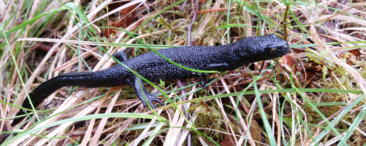 Större vattensalamander i gräs.